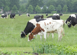 Brabantse veehouders in Belgische grensstreek