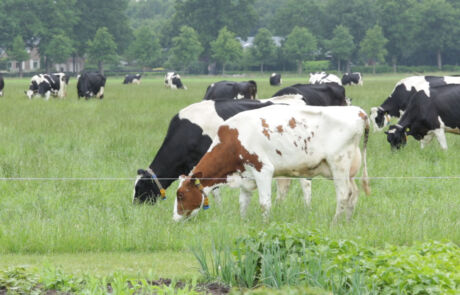Brabantse veehouders in Belgische grensstreek